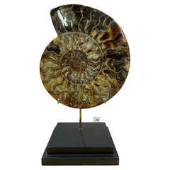 Cleonicaras Ammonite Monted on a Wood Base
