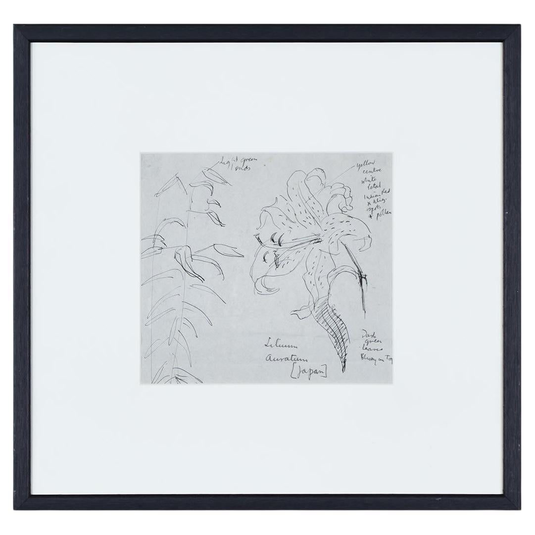 Clifford & Rosemary Ellis, Lilium Auratum II