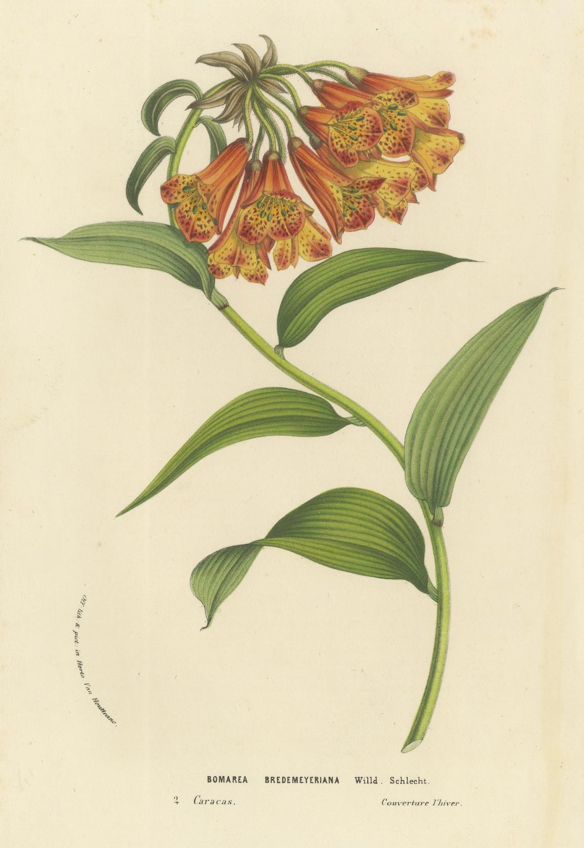 Bei der abgebildeten Pflanze handelt es sich um Bomarea salsilla, die gemeinhin als Kletteralstroemeria oder Bomarea bezeichnet wird. Diese Illustration zeigt die charakteristischen, kaskadenartig angeordneten, röhrenförmigen Blüten, die sich durch