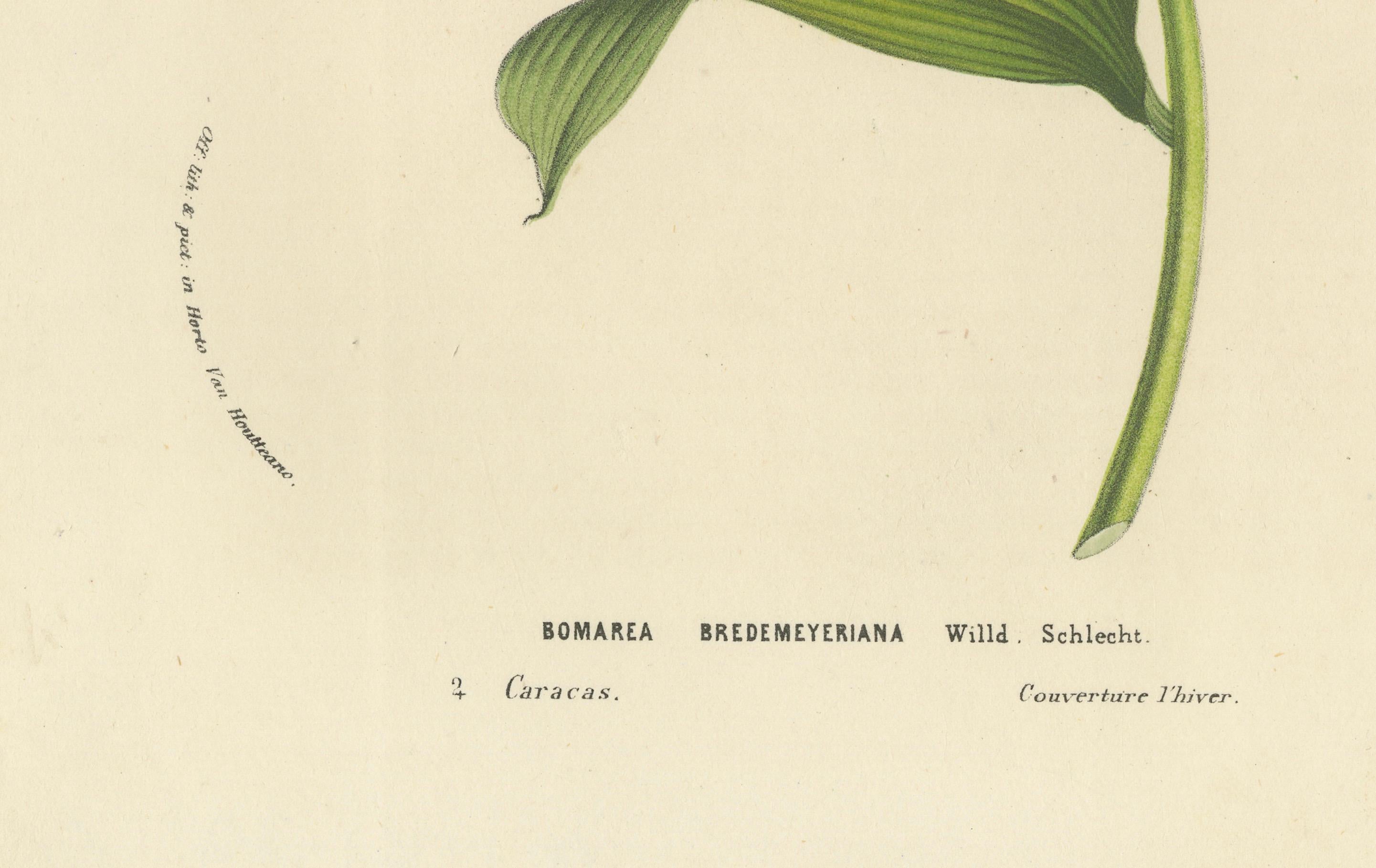 Kletternde Alstroemeria: Ein Spektakel von Farbe und Form, veröffentlicht um 1875 im Zustand „Gut“ im Angebot in Langweer, NL