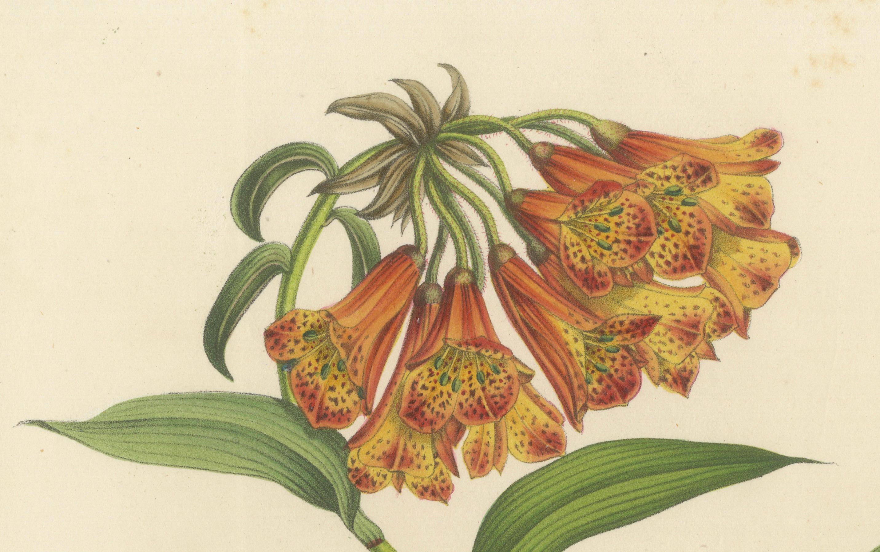 Kletternde Alstroemeria: Ein Spektakel von Farbe und Form, veröffentlicht um 1875 (Spätes 19. Jahrhundert) im Angebot
