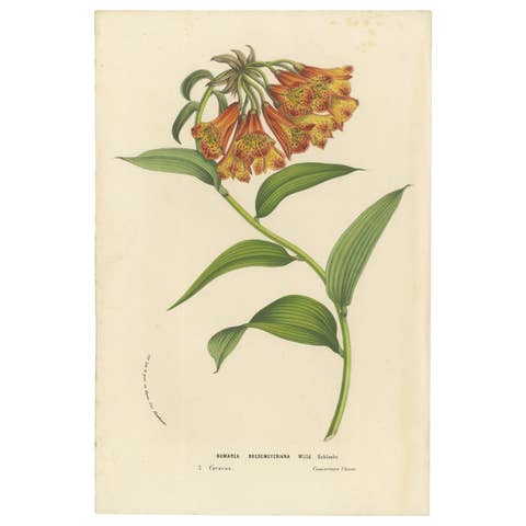 Climbing Alstroemeria: A Spectacle of Color and Form, Published circa 1875