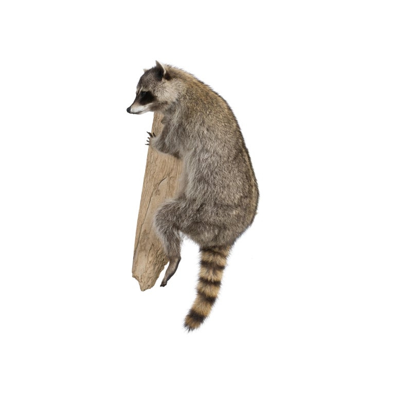 Climbing raccoon on driftwood mount.

Idaho
Contemporary
 Measures: 32'H x 17