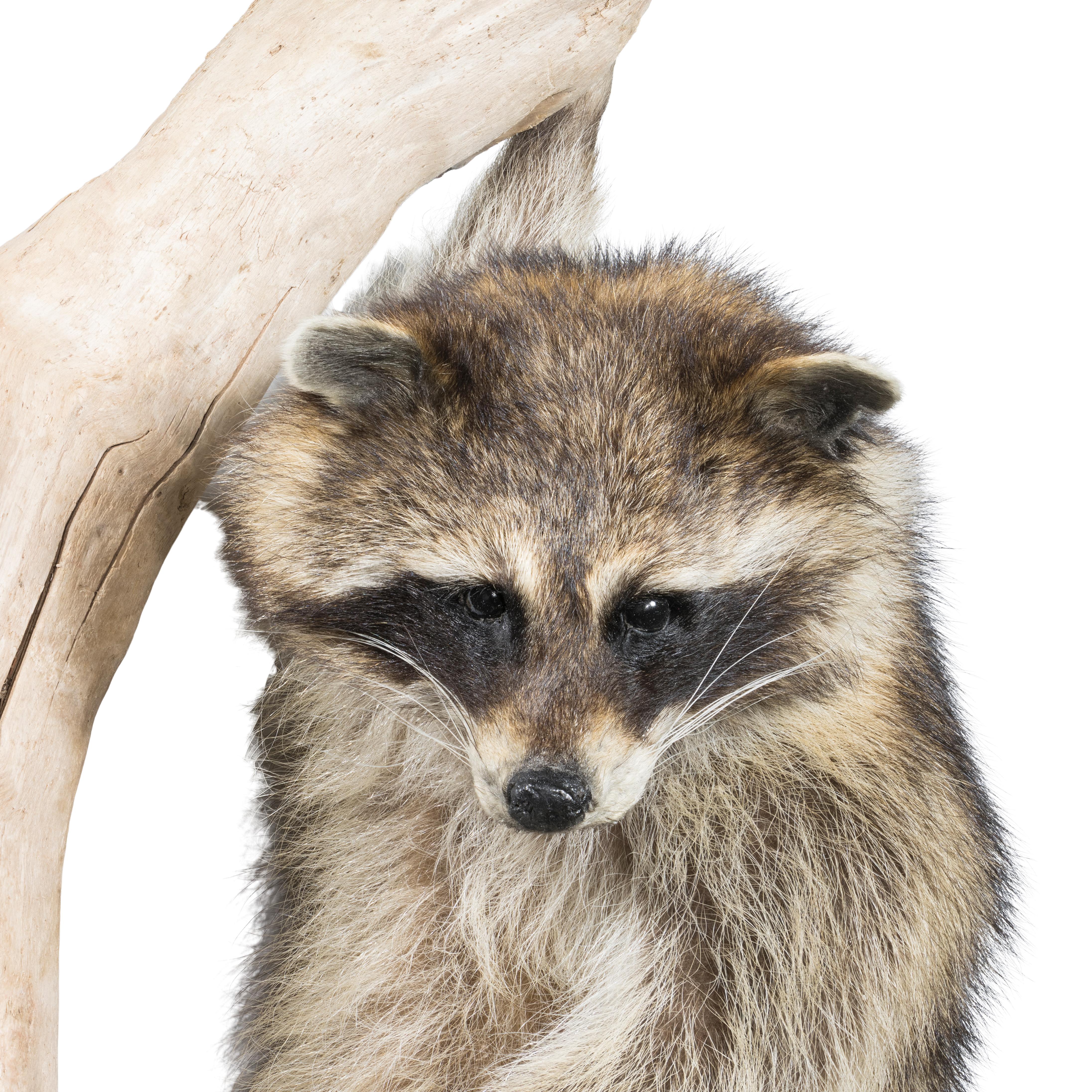 Klettersteigender Raccoon Taxidermie (amerikanisch) im Angebot