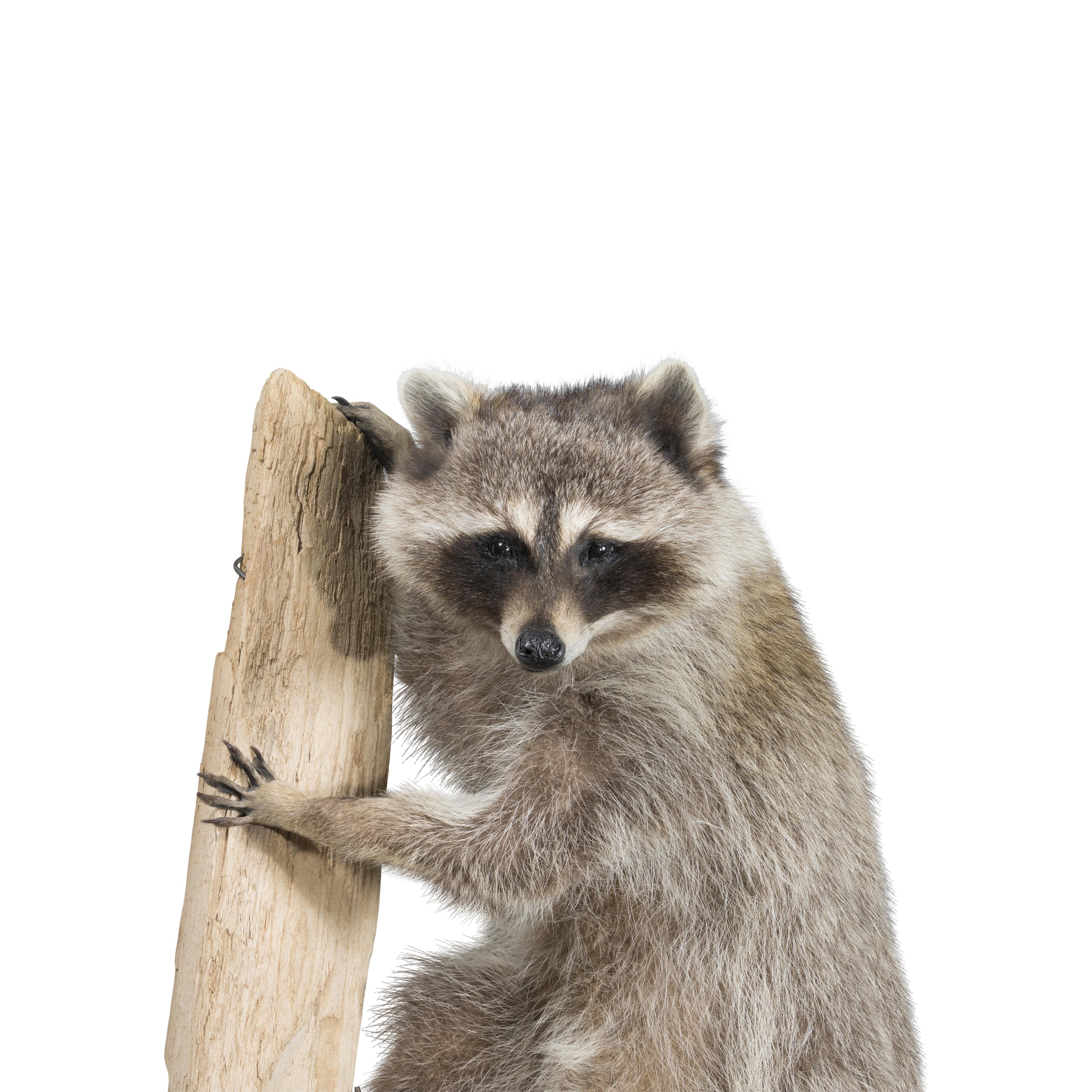 taxidermy racoon