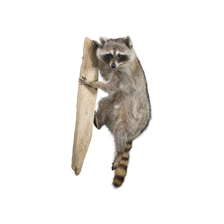 Contemporary Climbing Raccoon Taxidermy For Sale