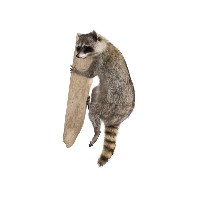 Other Climbing Raccoon Taxidermy For Sale