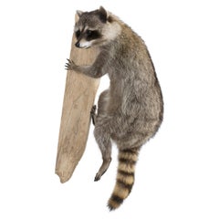Klettersteigender Raccoon Taxidermie
