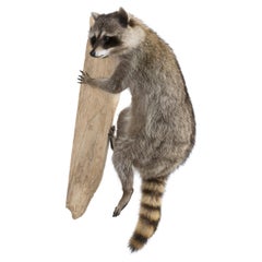 Taxidermia de mapache trepador