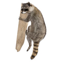 Taxidermie de raton laveur grimpant