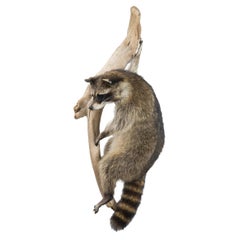 Taxidermie de raton laveur grimpant