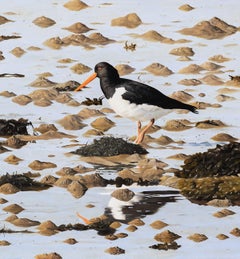 Oystercatcher, Low Tide - bird wildlife contemporary oil painting
