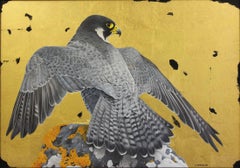 Falcon pèlerin
