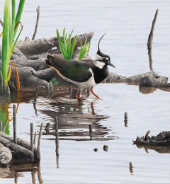 Spring Lapwing - bird wildlife contemporary oil painting