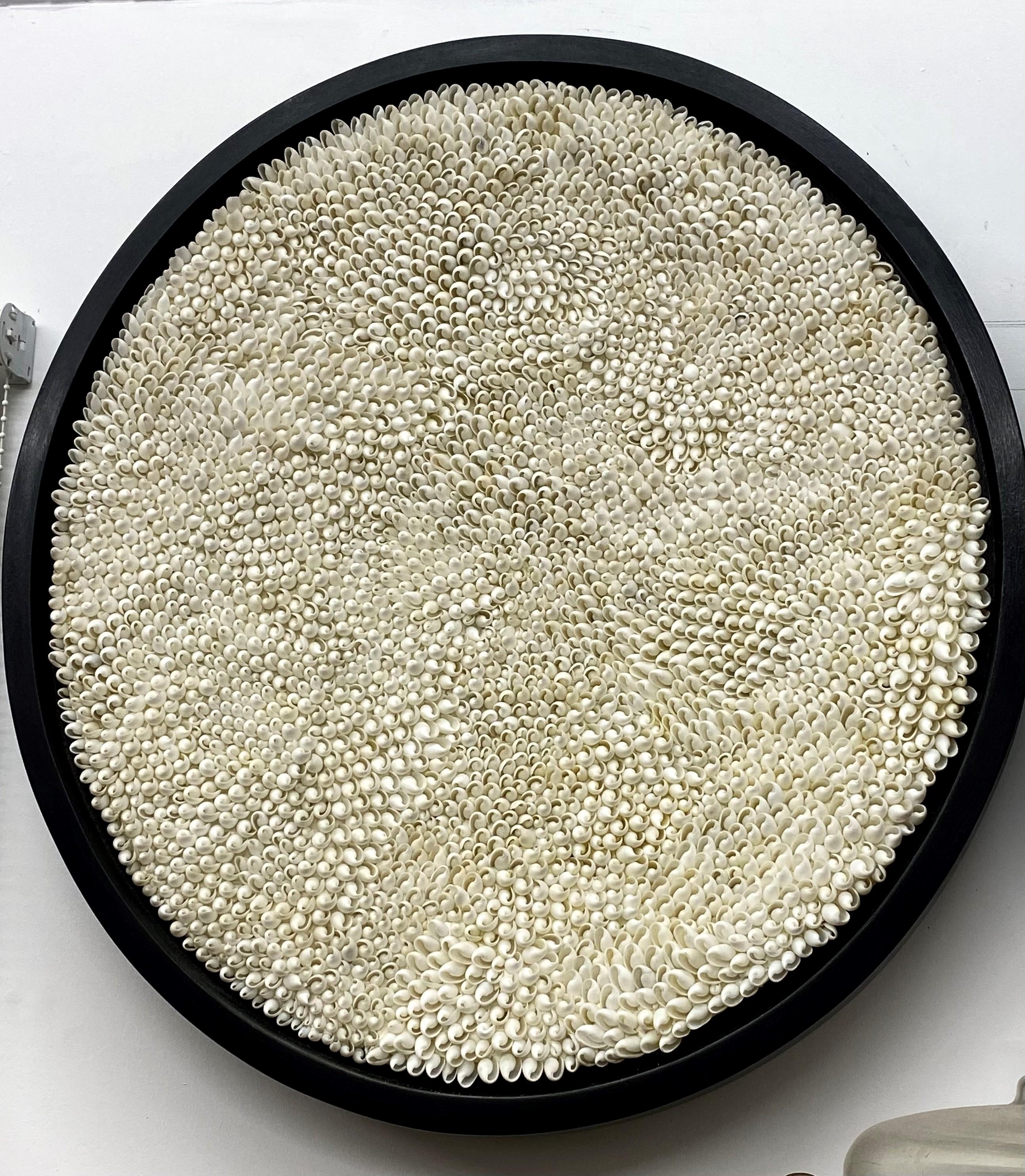 Circular art piece made with white bubble shells.