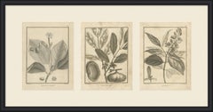Nelkenblüte, Trommelholz und Madablota, drei antike Teller, 1806