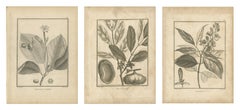 Nelkenblüte, Trommelholz und Madablota, drei antike Teller, 1806