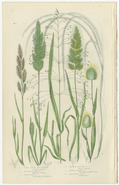 Club Moss Varieties – Hand-Colored Botanical Engravings, 1873 Pair