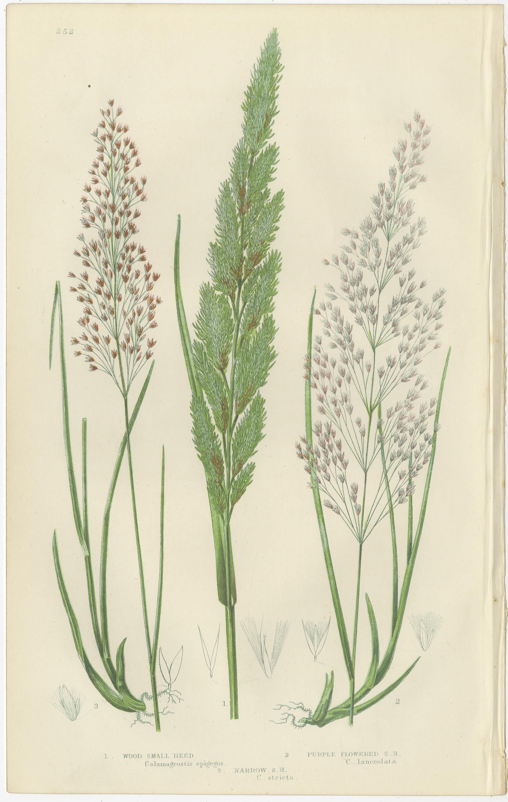 Club Moss Varieties – Hand-Colored Botanical Engravings, 1873 Pair