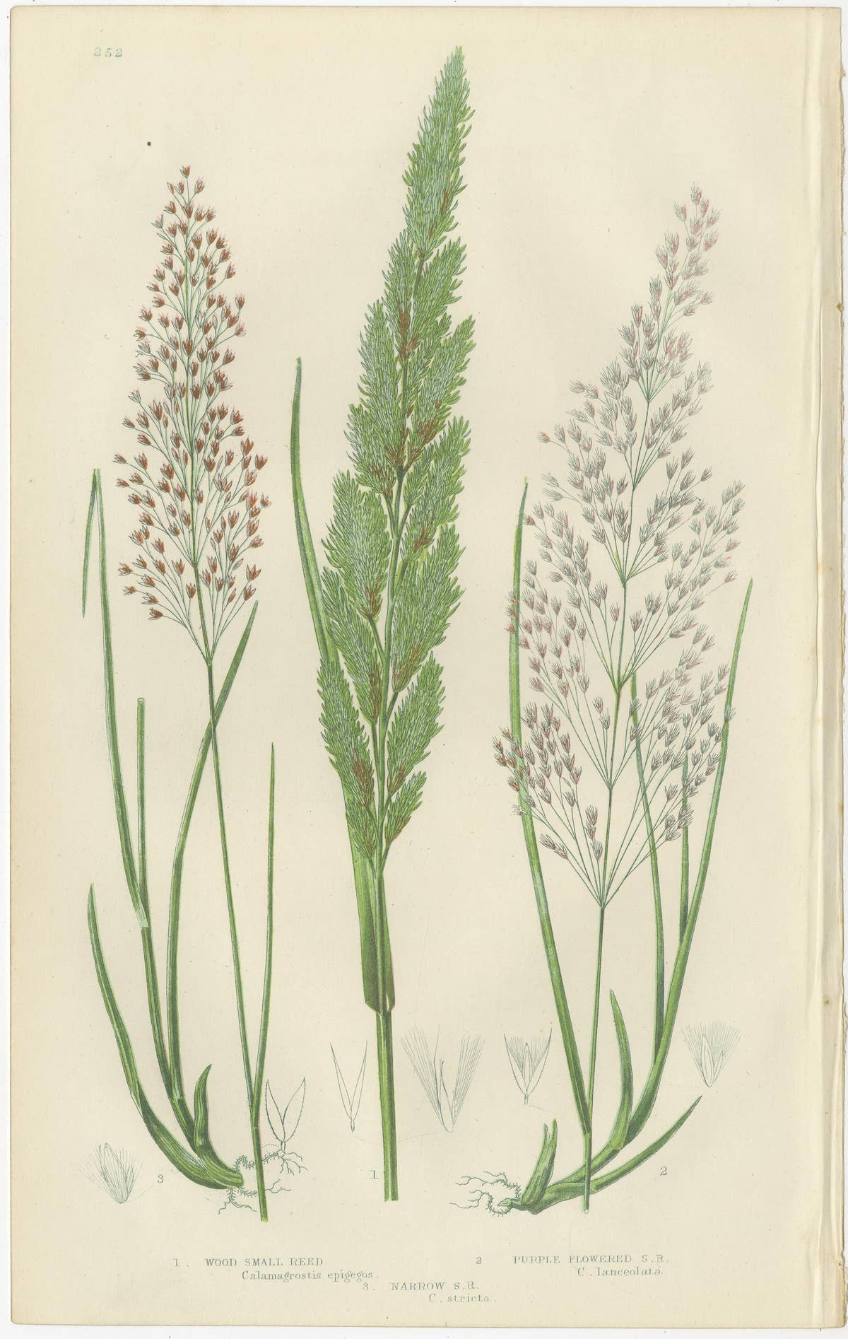 Club Moss Varieties – Hand-Colored Botanical Engravings, 1873 Pair