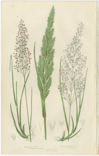Club Moss Varieties, Hand-Colored Botanical Engravings, 1873 Pair, view 3