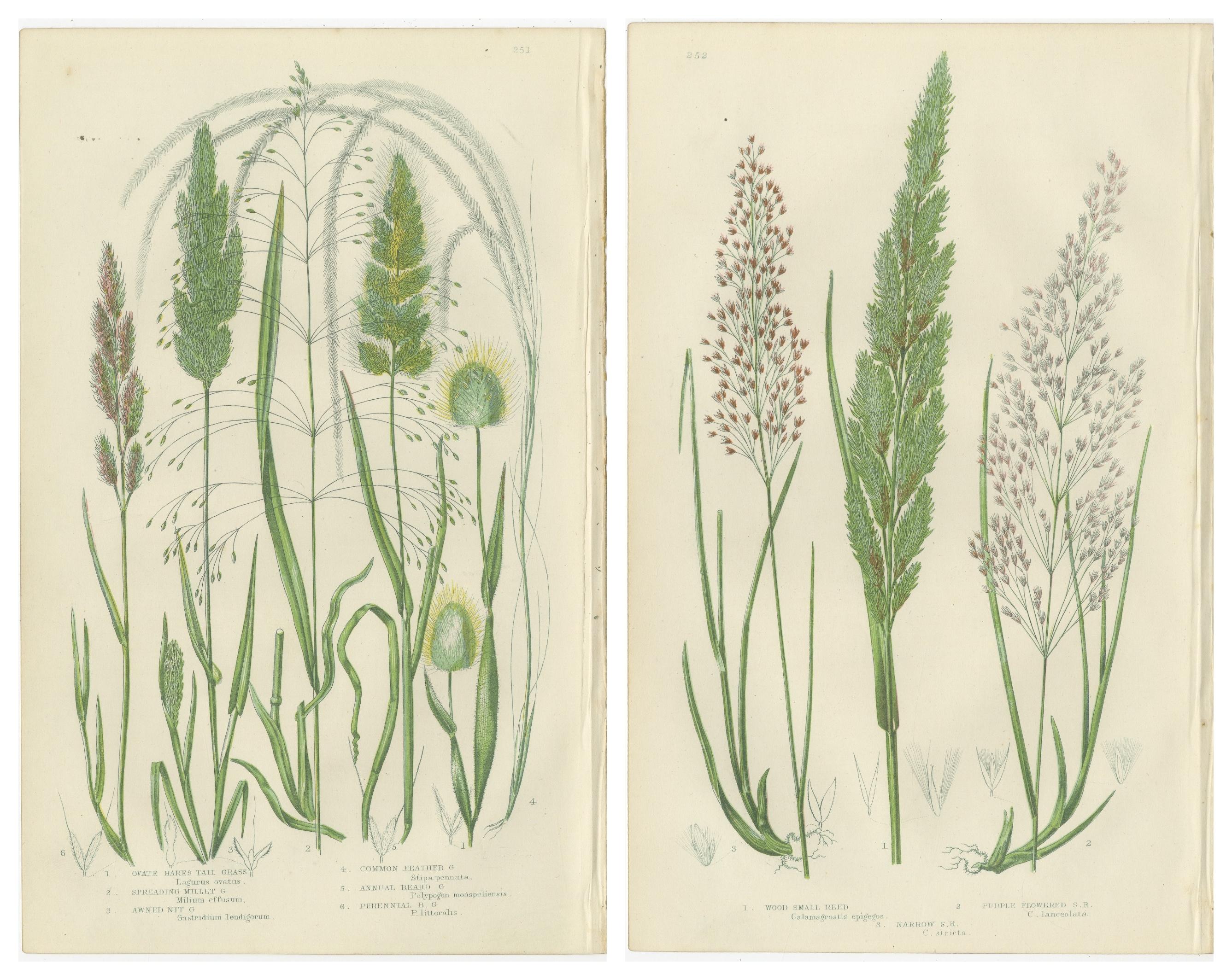 Club Moss Varieties – Hand-Colored Botanical Engravings, 1873 Pair