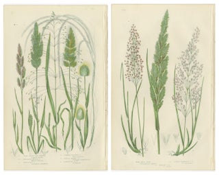 Club Moss Varieties, Hand-Colored Botanical Engravings, 1873 Pair, view 4