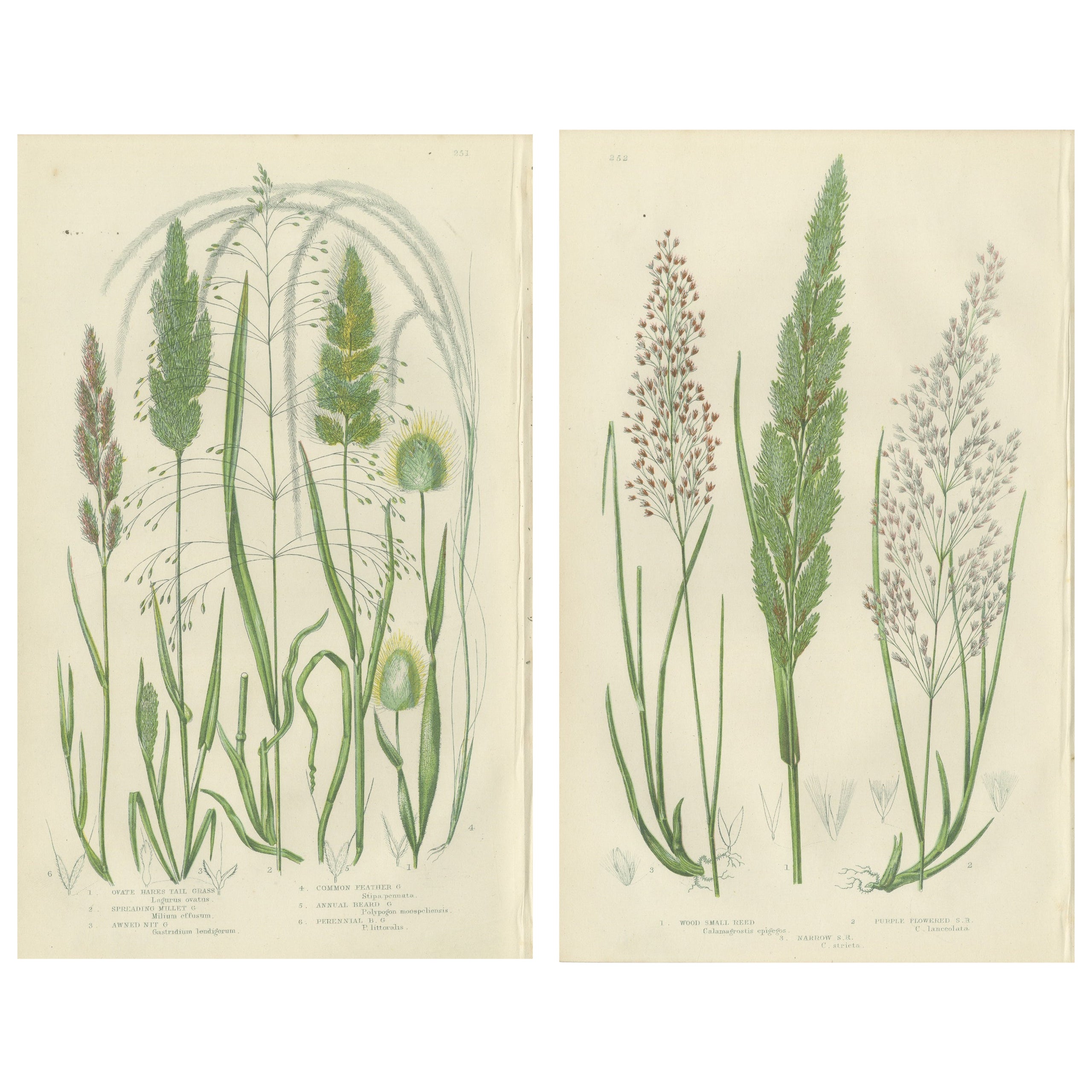 Club Moss Varieties – Hand-Colored Botanical Engravings, 1873 Pair