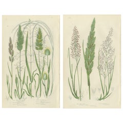 Club Moss Varieties – Hand-Colored Botanical Engravings, 1873 Pair