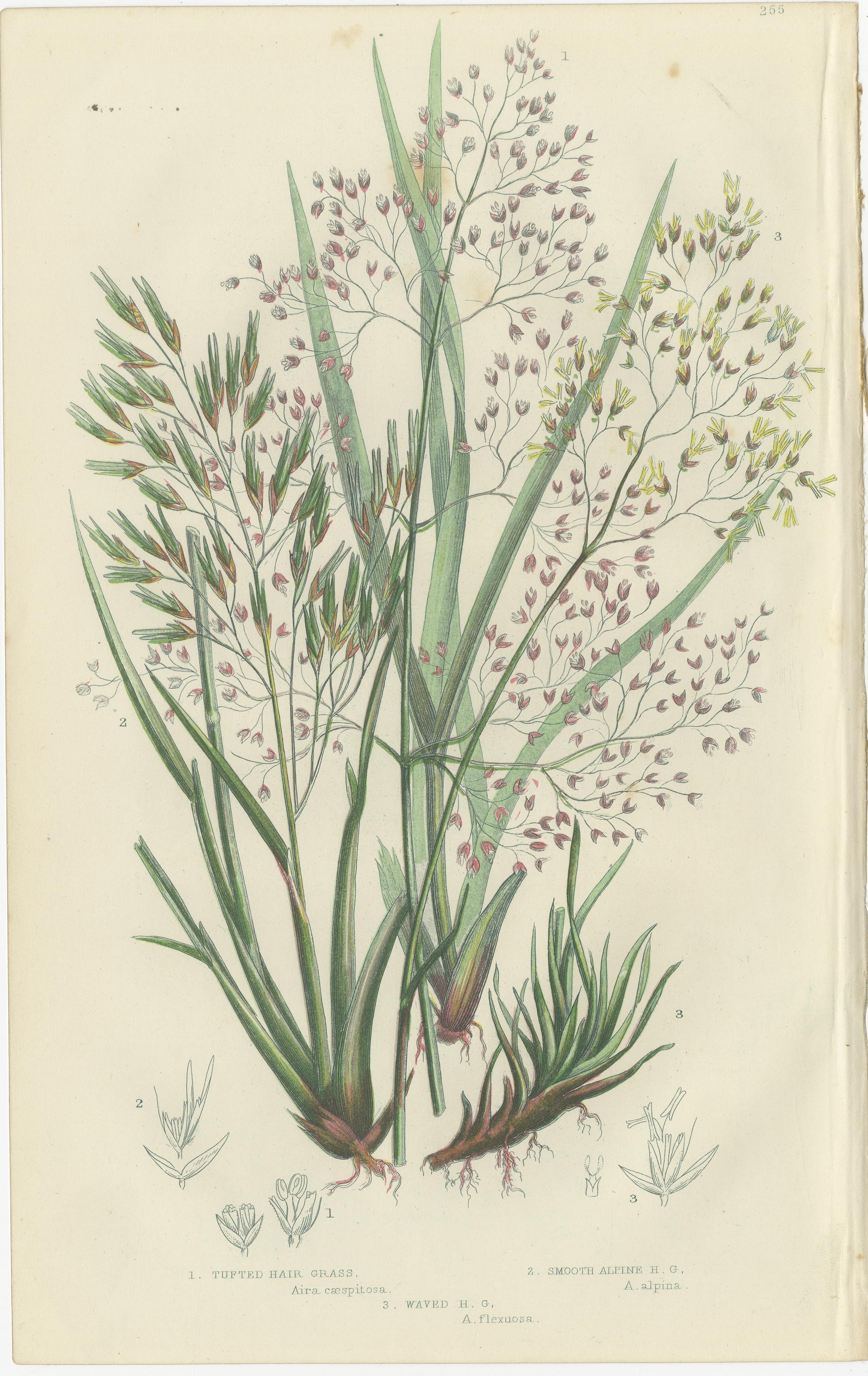 Club Moss Varieties, Hand-Colored Engravings, Victorian, 1873 Pair