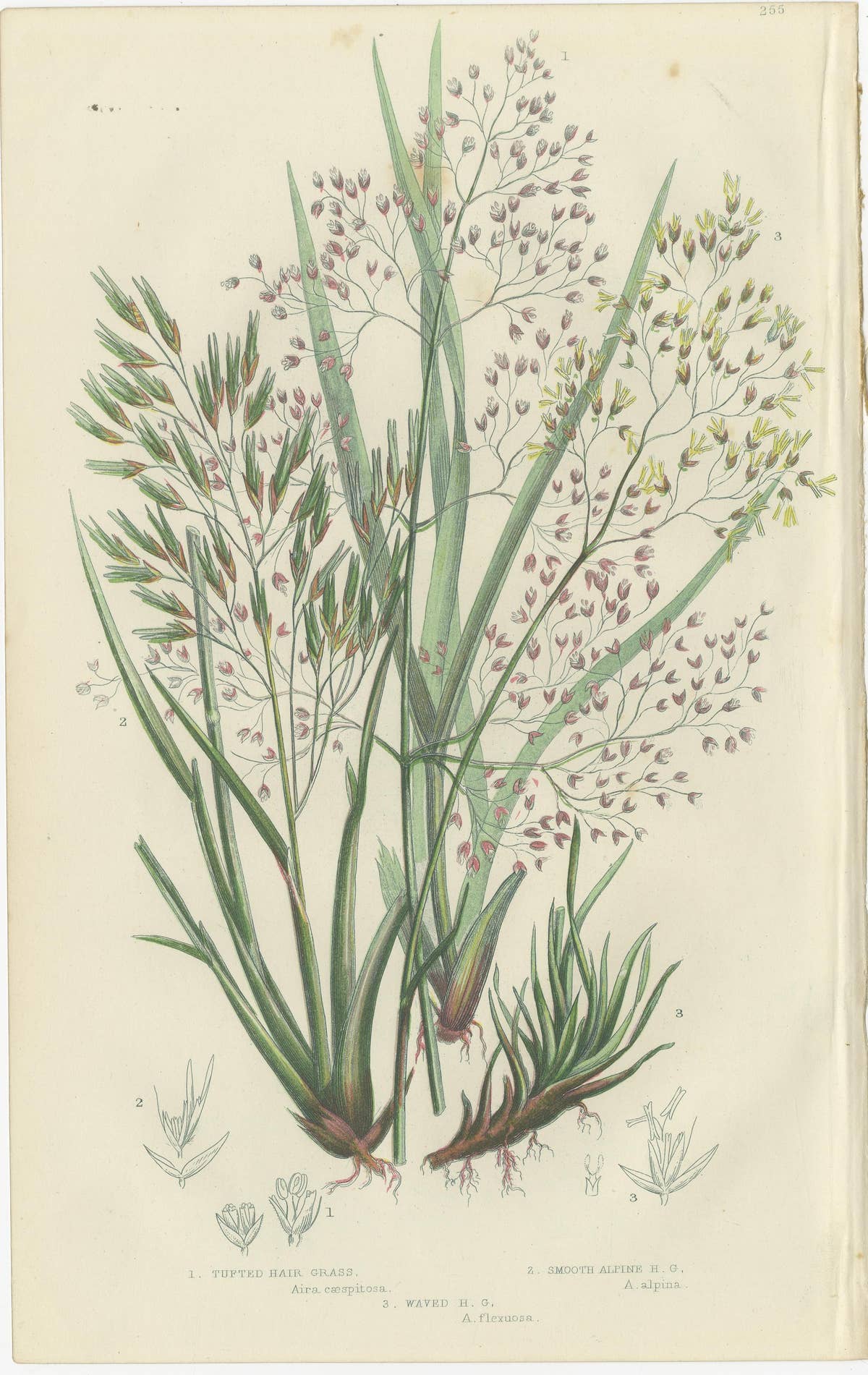 Club Moss Varieties, Hand-Colored Engravings, Victorian, 1873 Pair