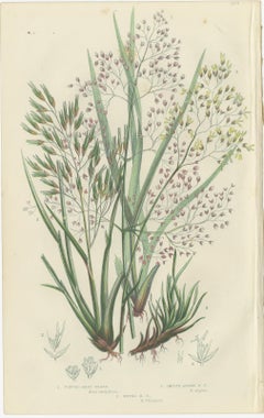 Club Moss Varieties, Hand-Colored Engravings, Victorian, 1873 Pair