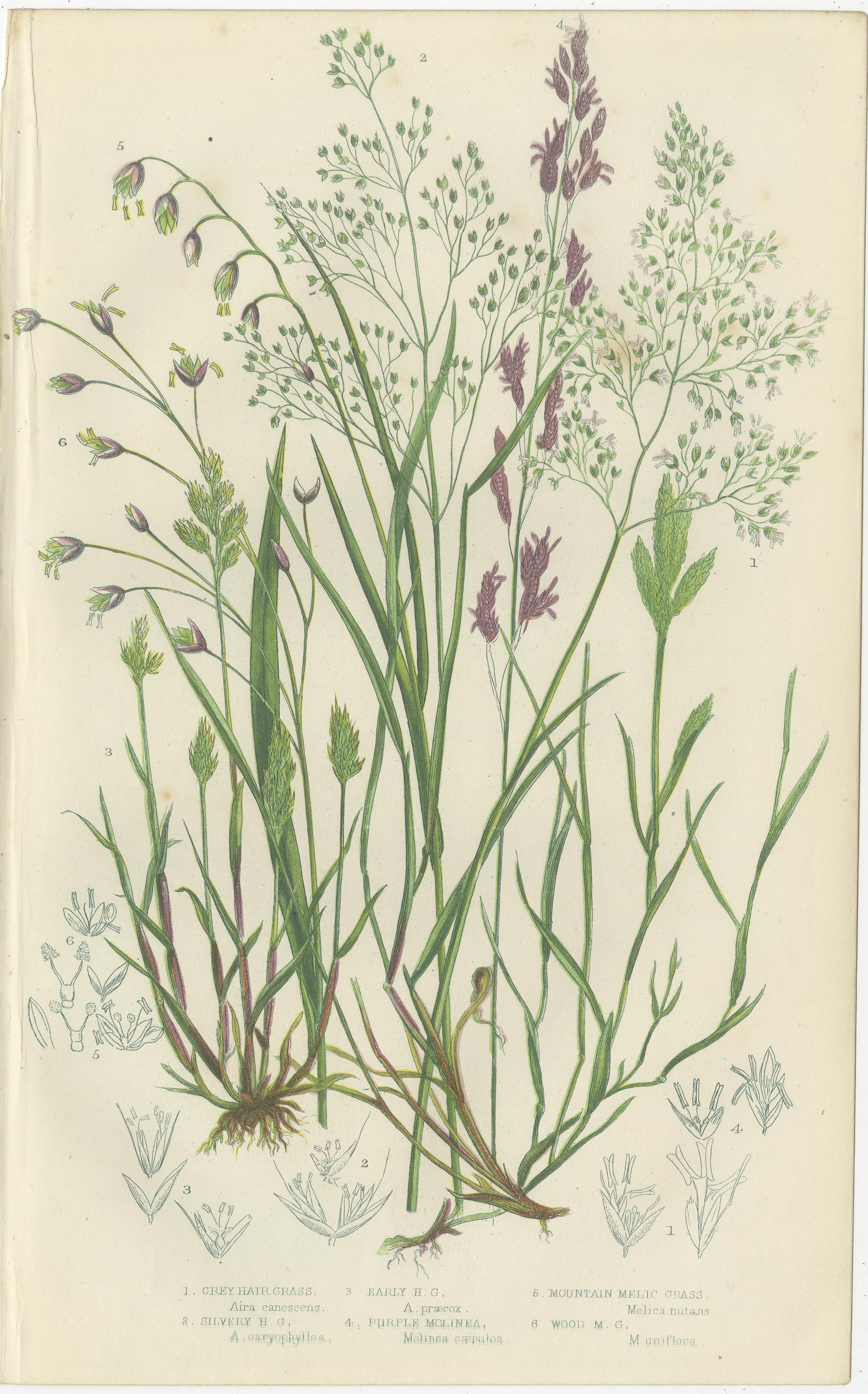 Club Moss Varieties, Hand-Colored Engravings, Victorian, 1873 Pair