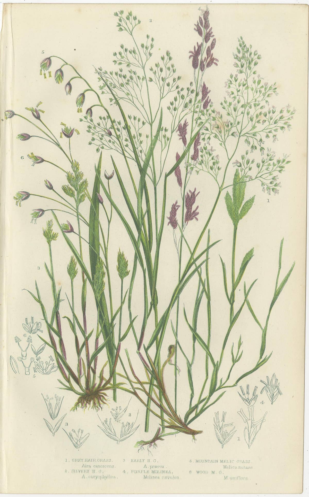 Club Moss Varieties, Hand-Colored Engravings, Victorian, 1873 Pair