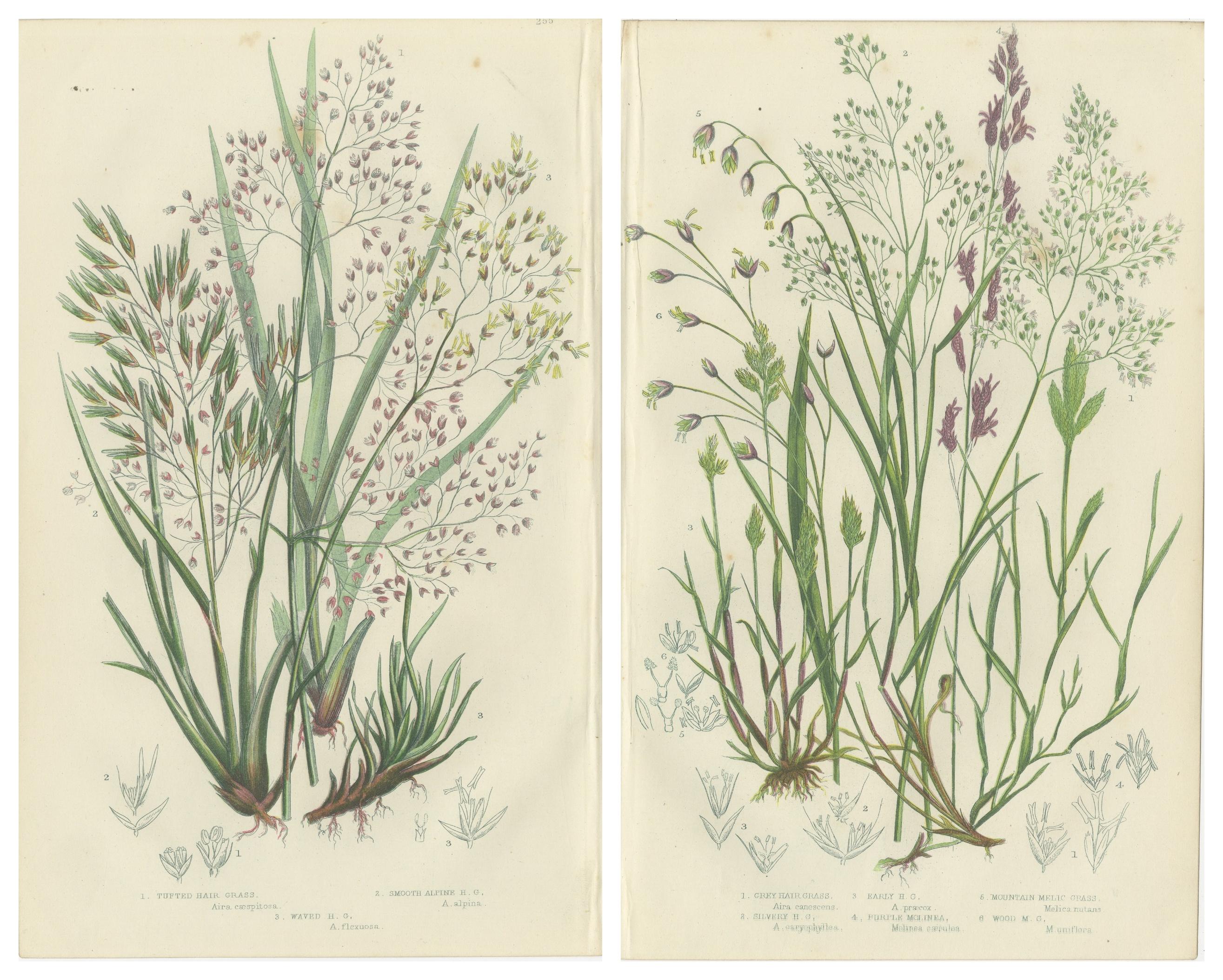 Club Moss Varieties, Hand-Colored Engravings, Victorian, 1873 Pair