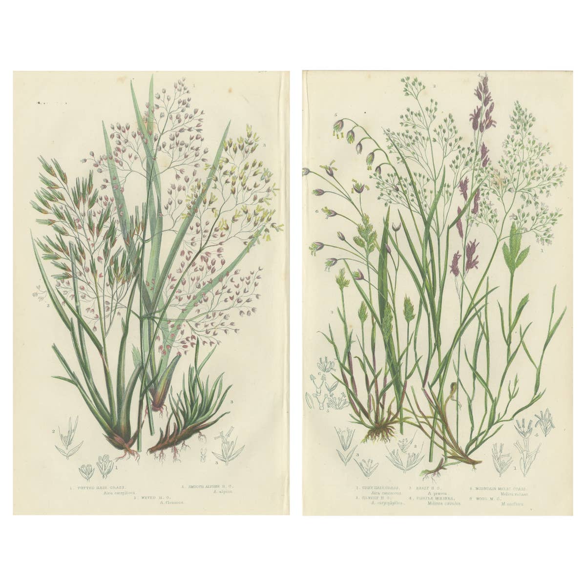 Club Moss Varieties, Hand-Colored Engravings, Victorian, 1873 Pair