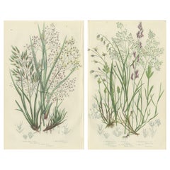 Club Moss Varieties, Hand-Colored Engravings, Victorian, 1873 Pair
