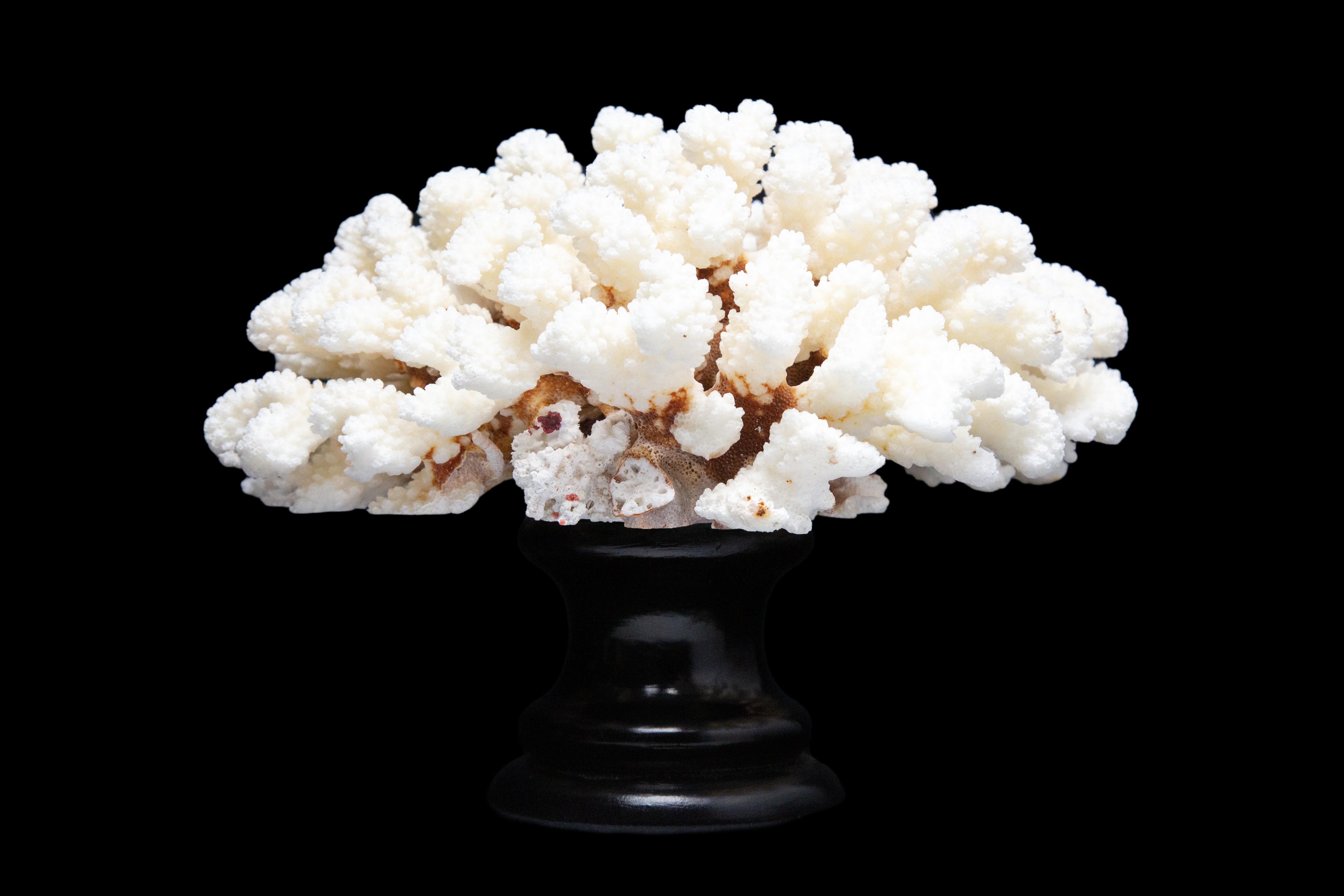 Cluster Coral, Mounted In New Condition In New York, NY