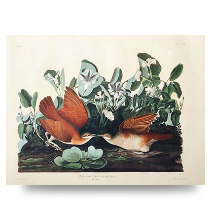 John James Audubon, Key West Dove, 1833