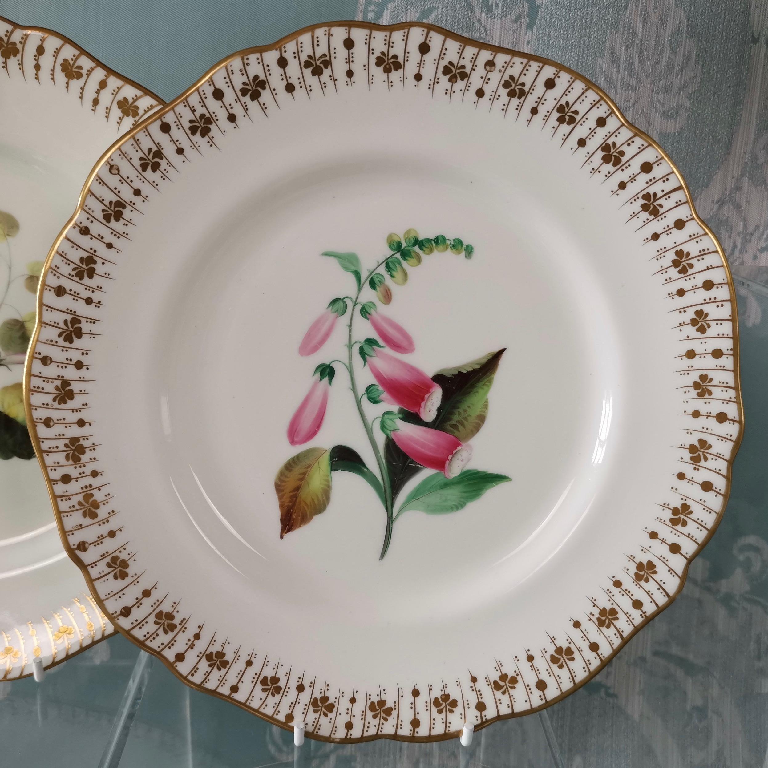 Coalport Dessert Service, Floral Studies by Cecil Jones, circa 1820 5