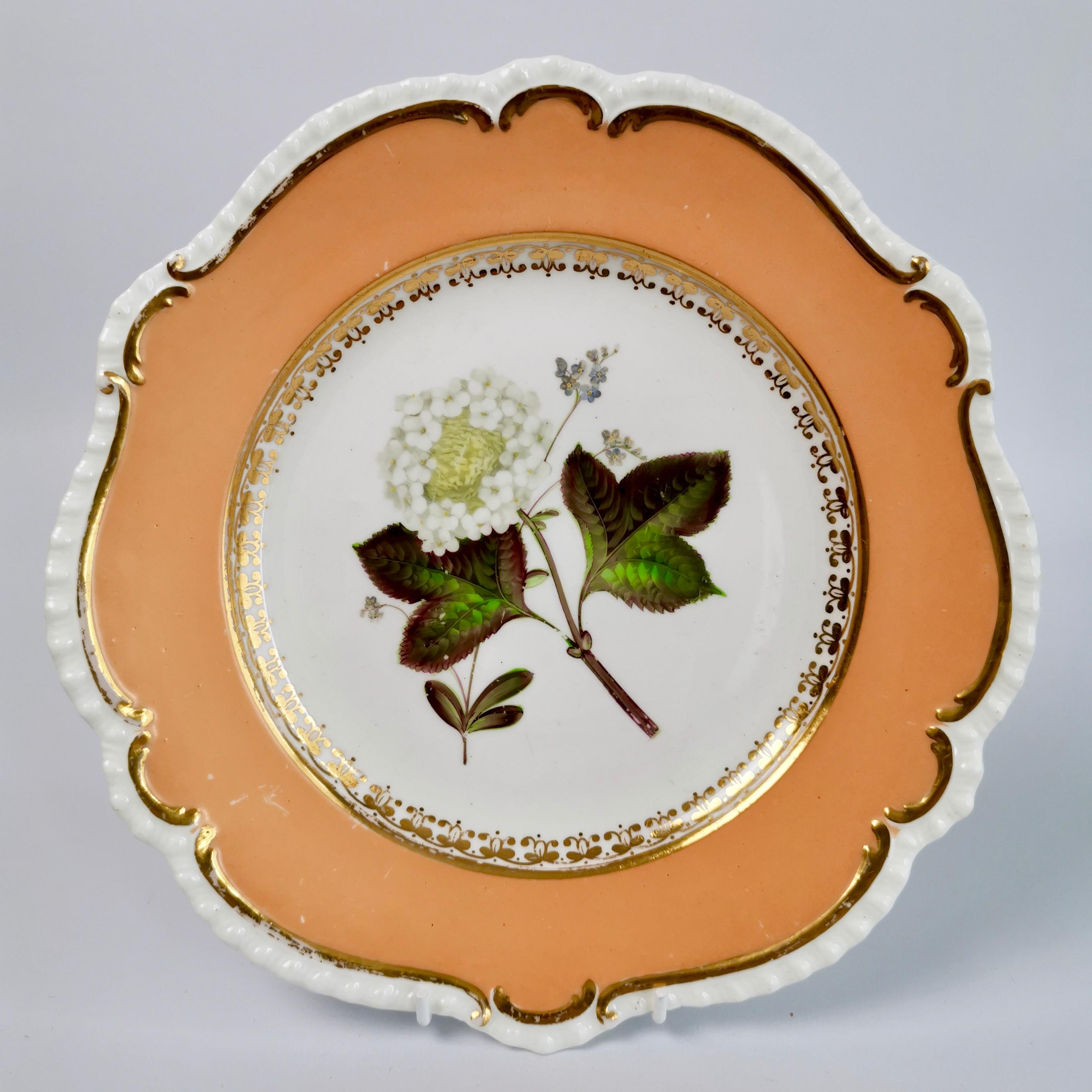 Coalport Porcelain Dessert Service, Botanical, Peach Ground, Regency 1820-1825 7