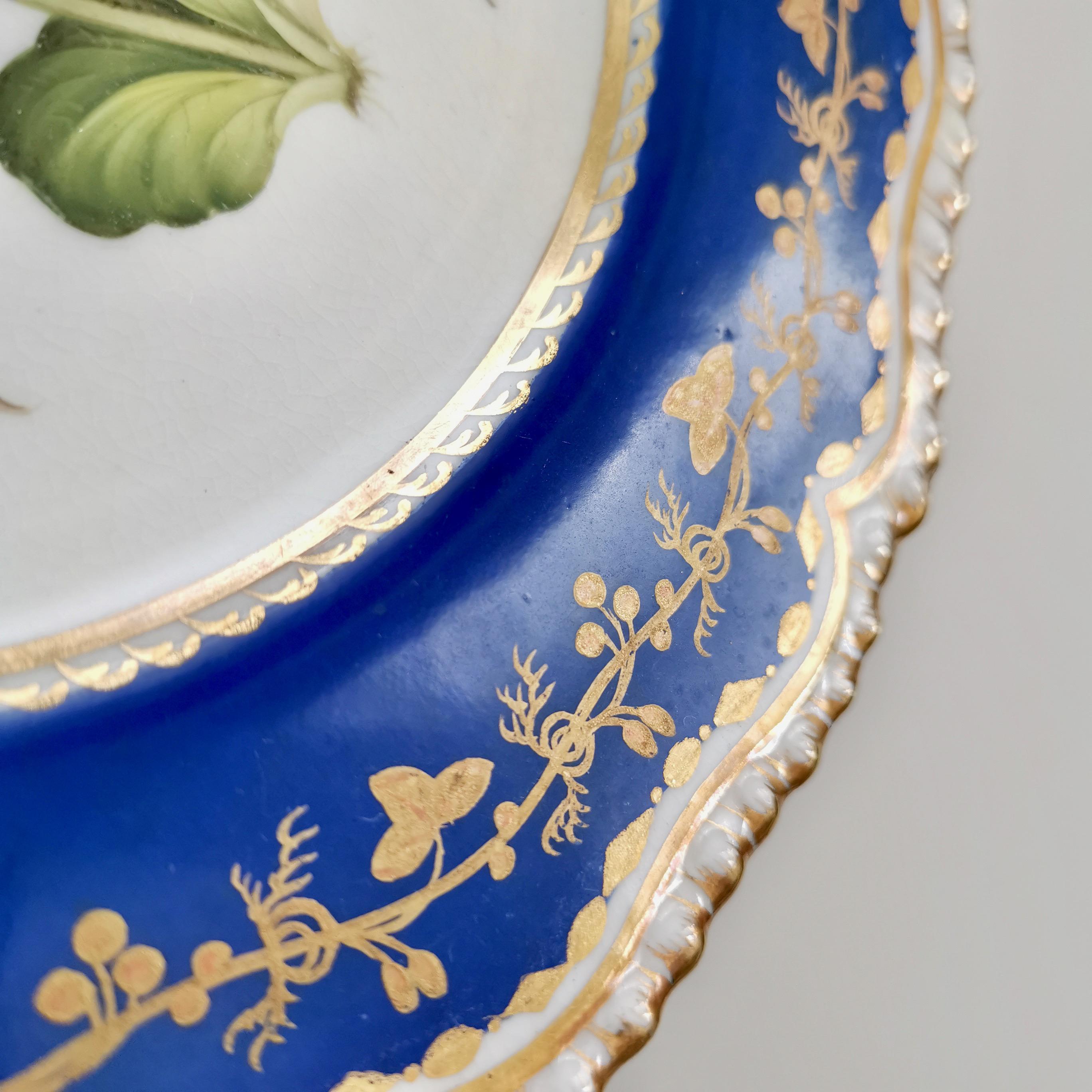 Coalport Porcelain Plate, Blue with Auriculas and Apples, ca 1830 1