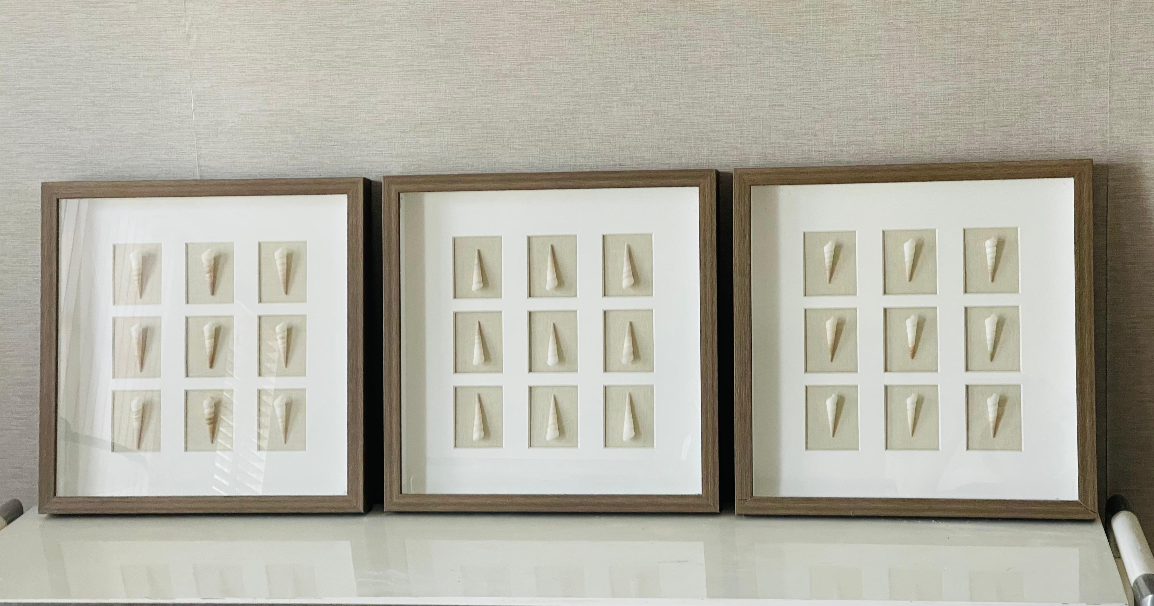Conchas marinas vintage montadas en marcos de caja de sombra. Elegante diseño costero moderno. Marcos de caja de sombra de 20