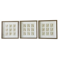 Coquillages marins organiques 3 S dans des cadres d'ombre