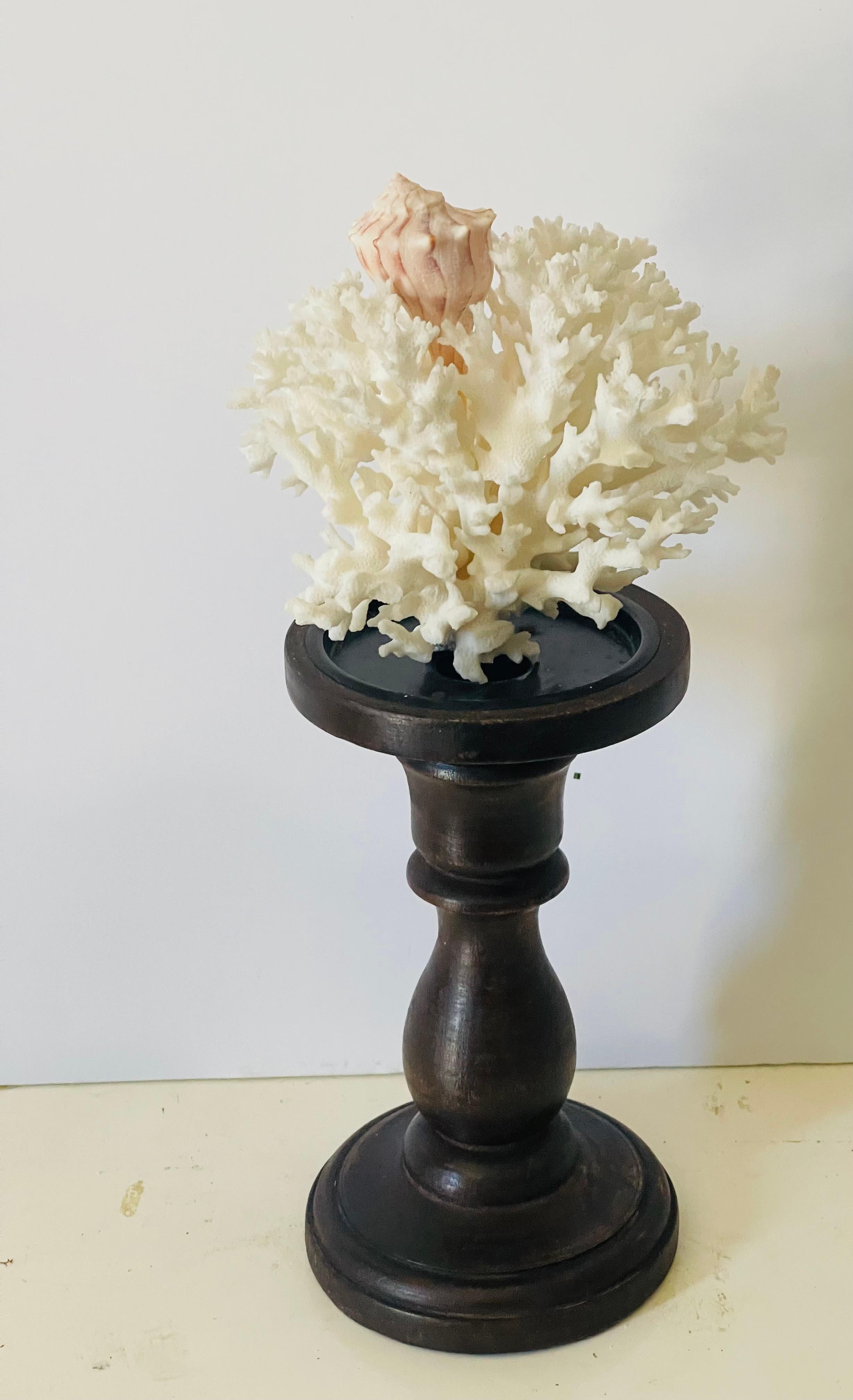 Natural white brunch coral with a shell on a stand. Great coastal decor.