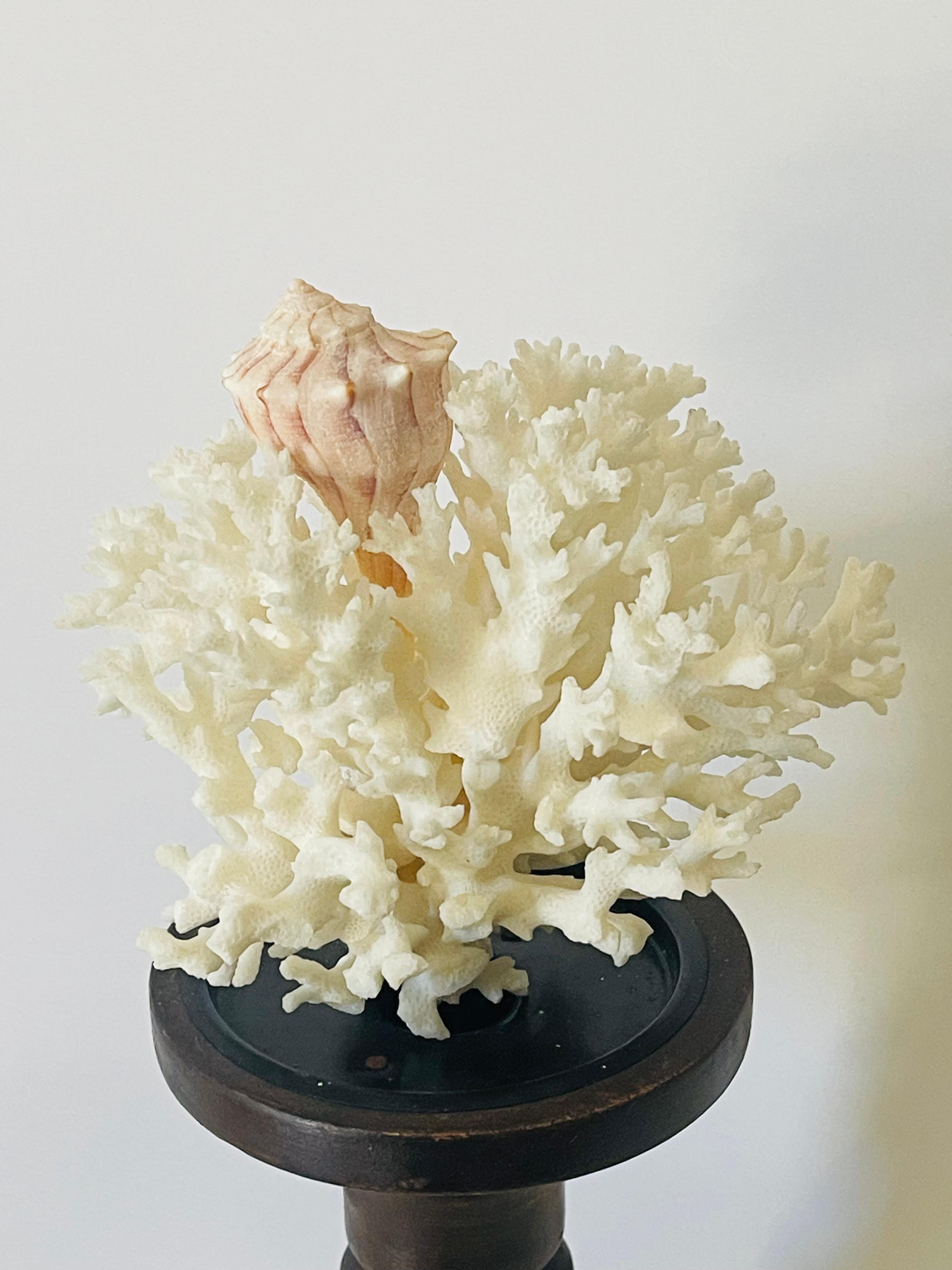 Organic Modern Coastal Natural Brunch Coral Specimen on Stand For Sale