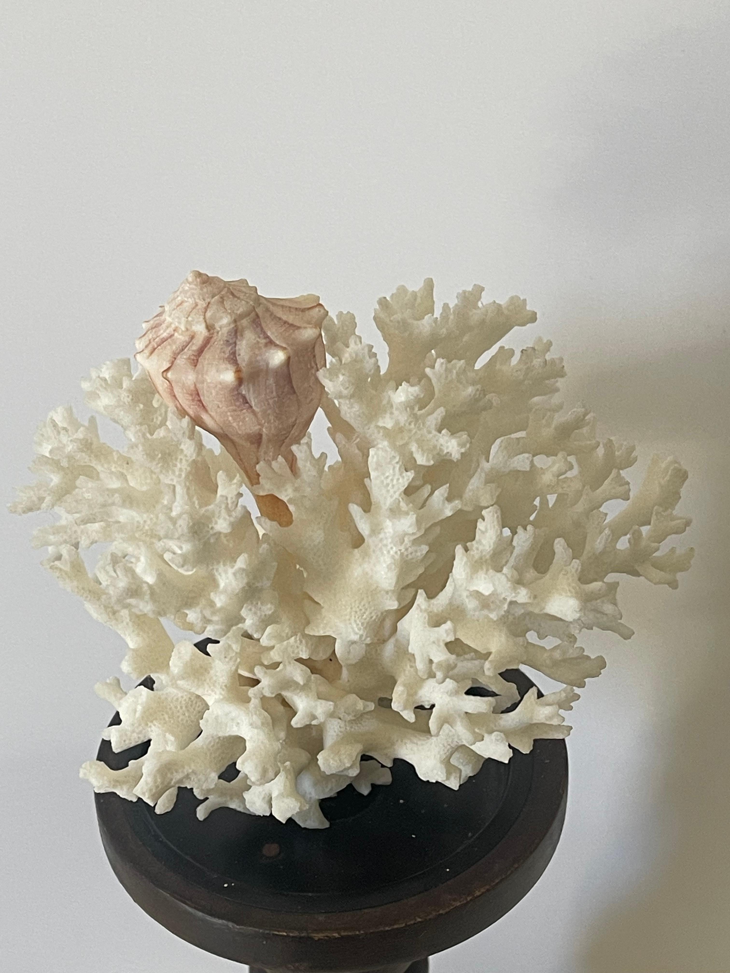 Coastal Natural Brunch Coral Specimen on Stand In Good Condition For Sale In Boca Raton, FL
