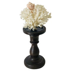 Spécimen de corail Brunch Coastal Natural sur Stand