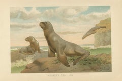 Coastal Wildlife Print – 19th Century Sea Lion Ocean Scene, Soft Pastels, 1894