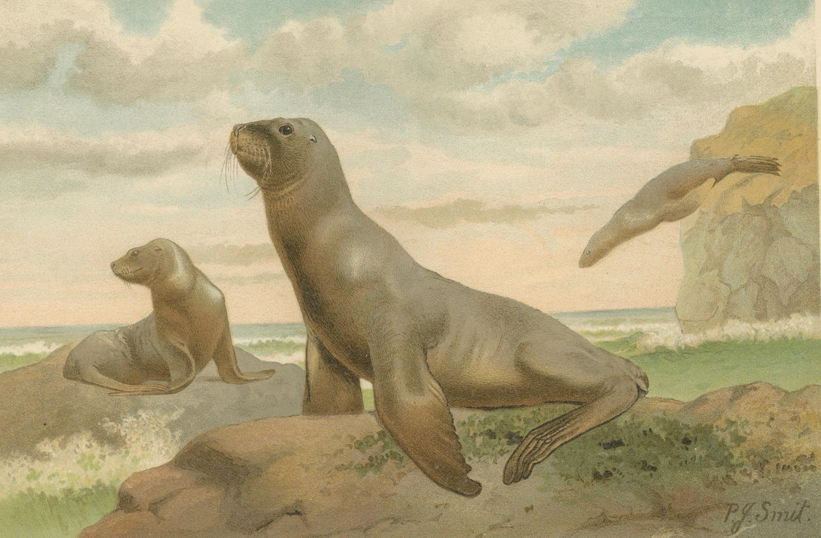 Coastal Wildlife Print – 19th Century Sea Lion Ocean Scene, Soft Pastels, 1894